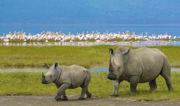 Tanzania wildlife