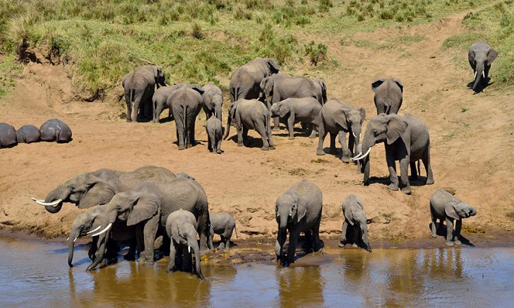 Tanzania wildlife