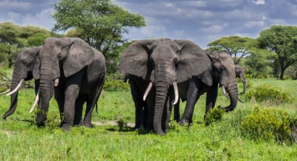 Tarangire Adventure