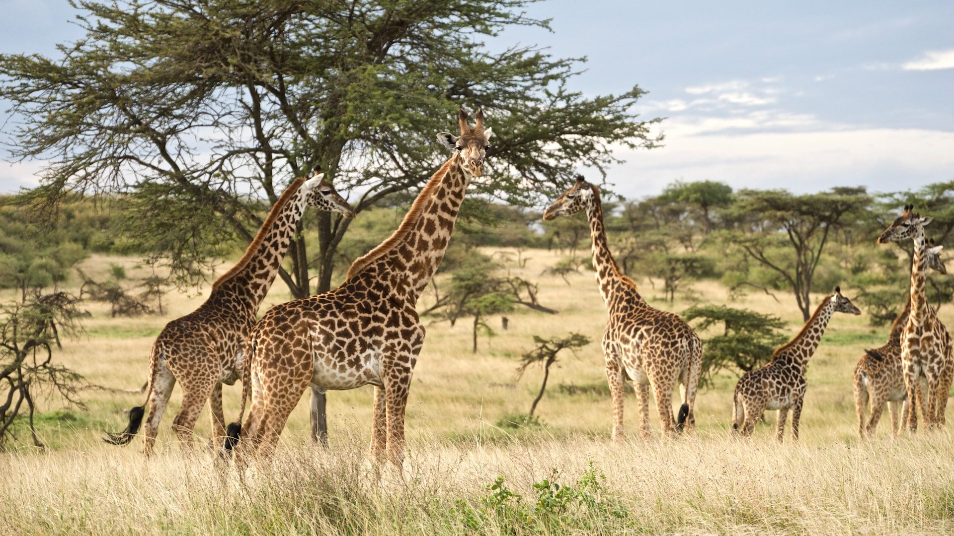 Tanzania wildlife