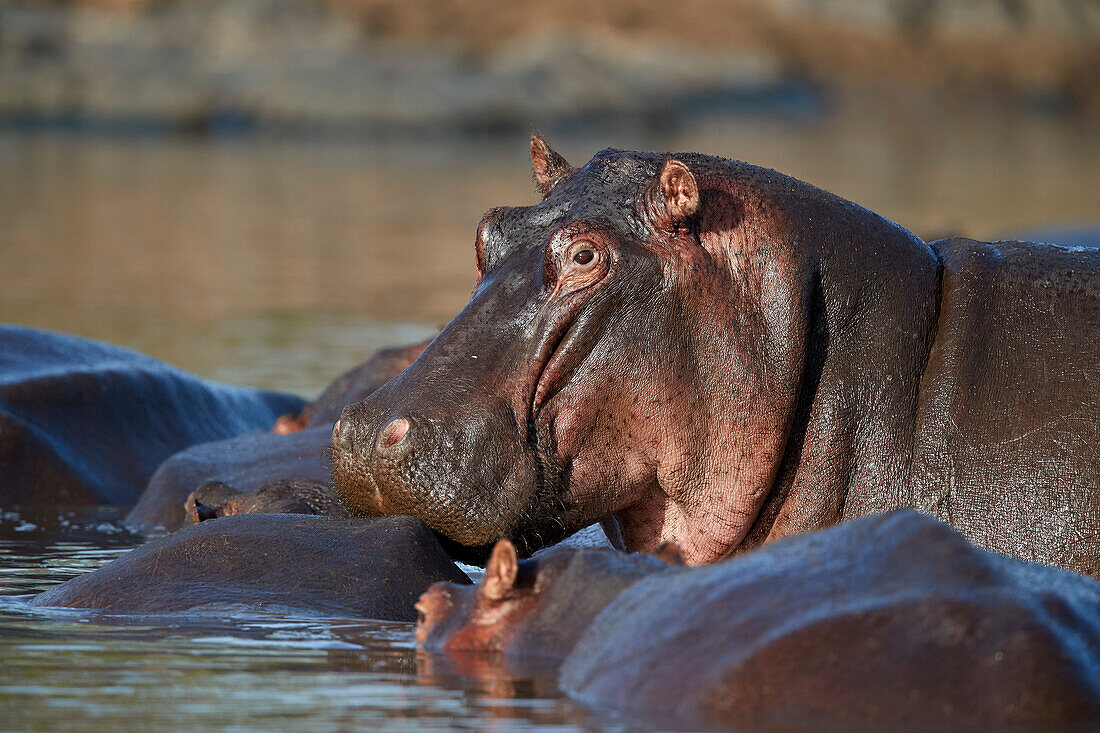 Safari Trip