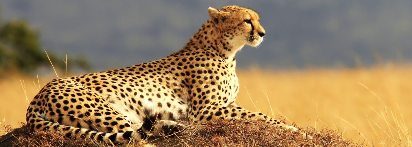 Safari landscape