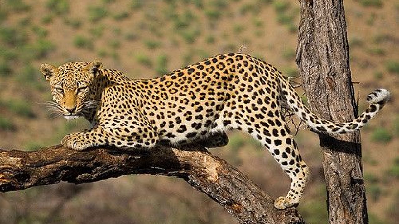 Wildlife