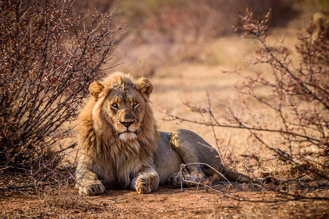 Tanzania wildlife